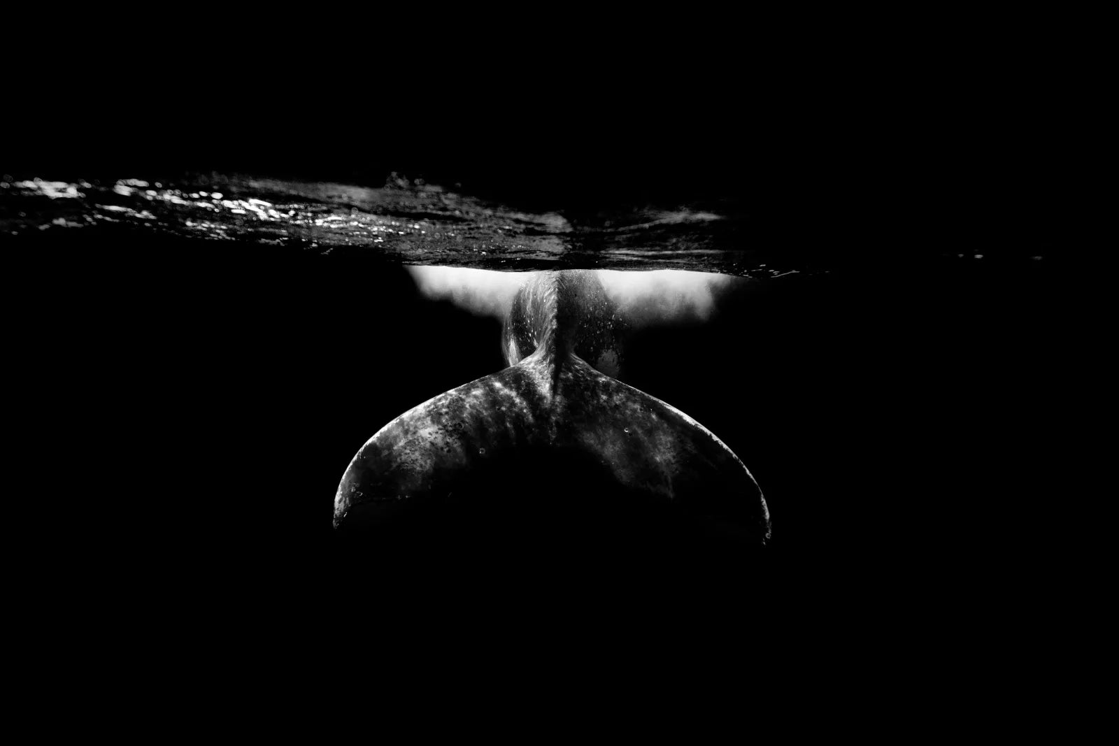 Humpback