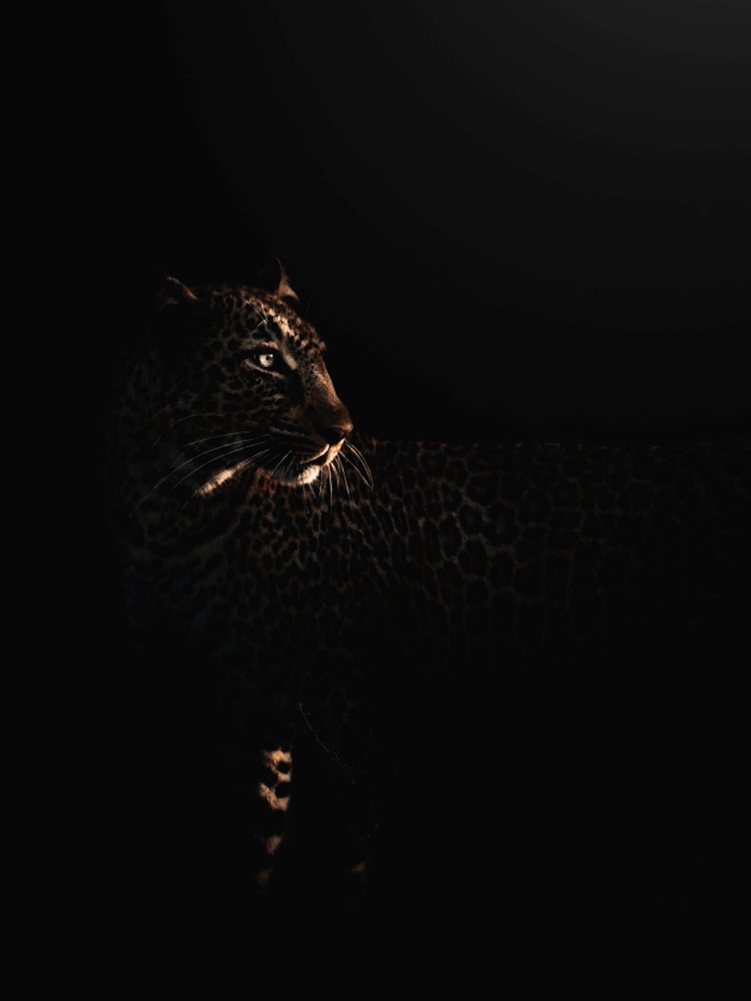 Silent Glow