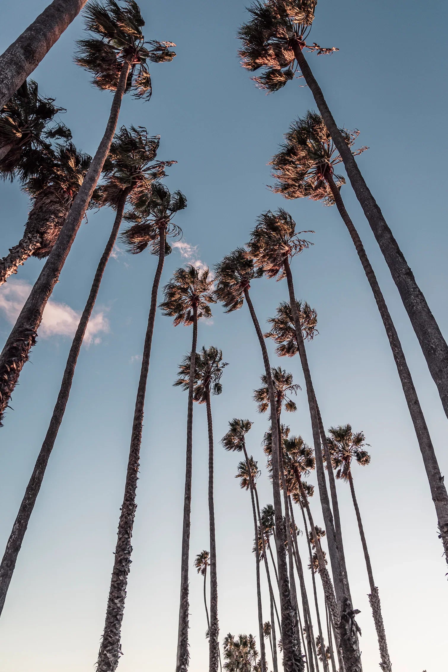 Santa Barbara Palms